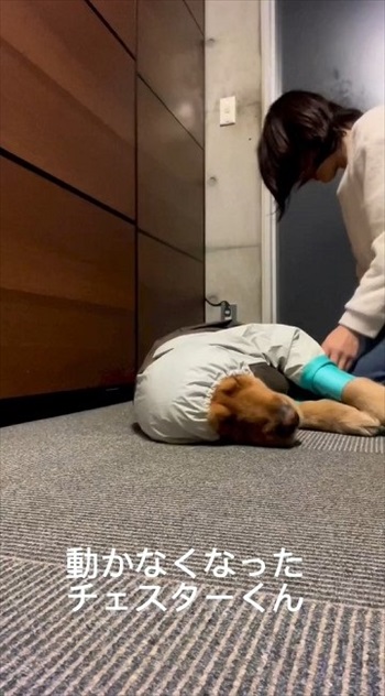 スノーウェアを着てみたワンちゃん