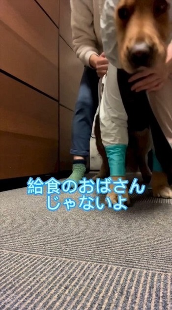 スノーウェアを着てみたワンちゃん