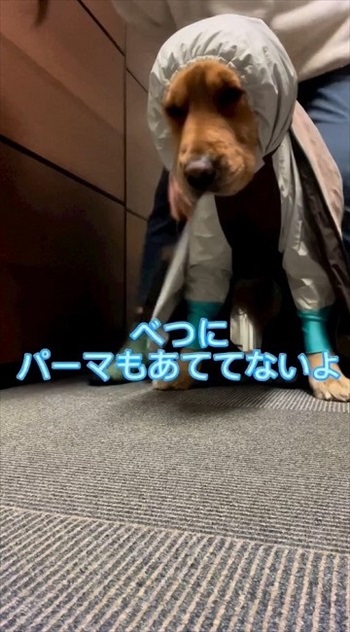 スノーウェアを着てみたワンちゃん