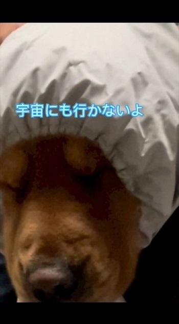 スノーウェアを着てみたワンちゃん