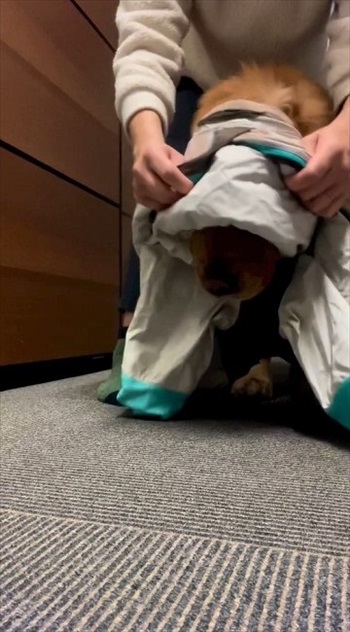 スノーウェアを着てみたワンちゃん