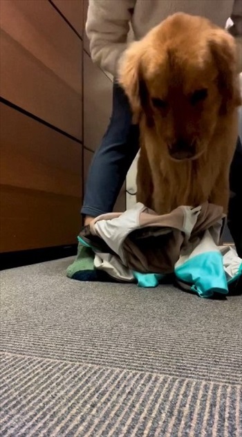 スノーウェアを着てみたワンちゃん