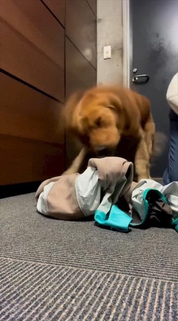 スノーウェアを着てみたワンちゃん