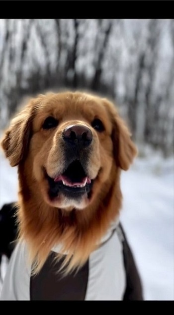 スノーウェアを着てみたワンちゃん