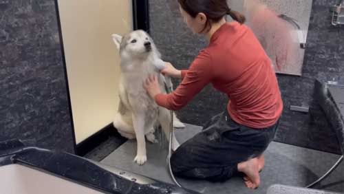 お風呂で諦めモードになるハスキー