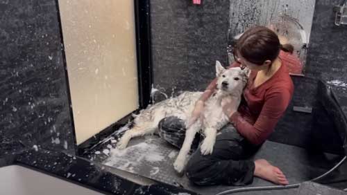 お風呂で諦めモードになるハスキー