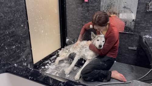 お風呂で諦めモードになるハスキー