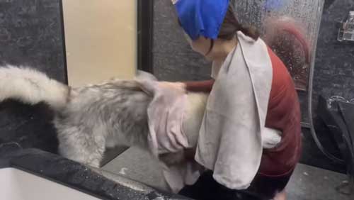 お風呂で諦めモードになるハスキー