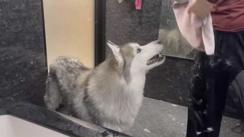 お風呂で諦めモードになるハスキー