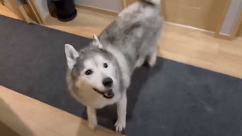 お風呂で諦めモードになるハスキー