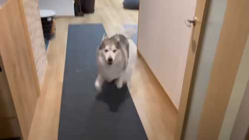 お風呂で諦めモードになるハスキー