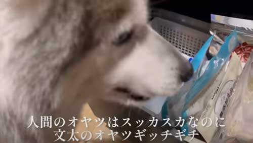 お風呂で諦めモードになるハスキー