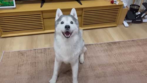 お風呂で諦めモードになるハスキー