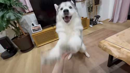 お風呂で諦めモードになるハスキー