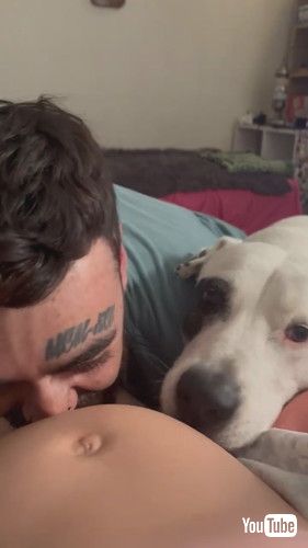 妊娠中のおなかにキスをする犬