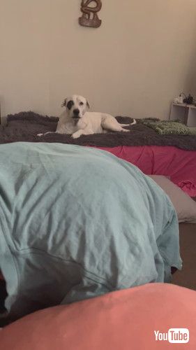 妊娠中のおなかにキスをする犬