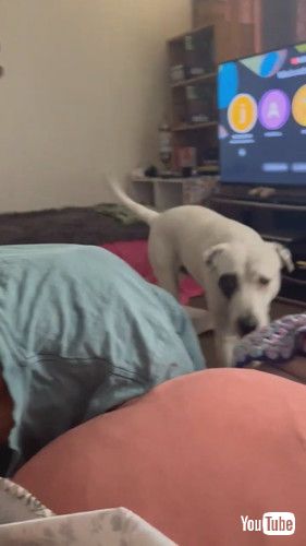 妊娠中のおなかにキスをする犬