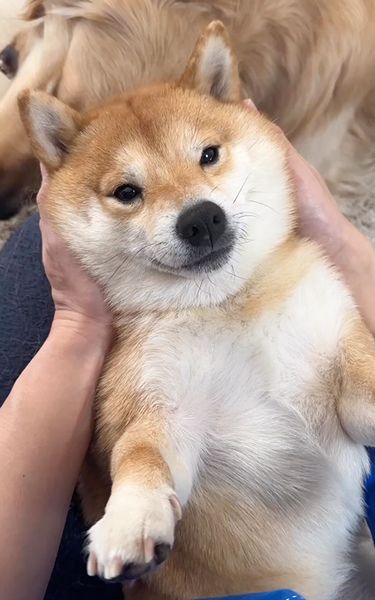 マッサージで眠たくなるワンコ