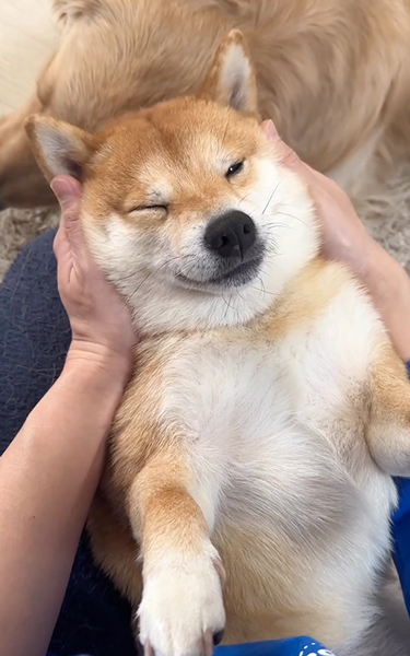 マッサージで眠たくなるワンコ