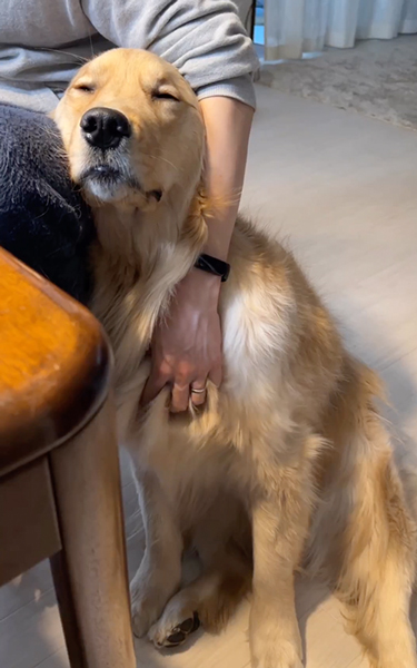 マッサージで眠たくなるワンコ