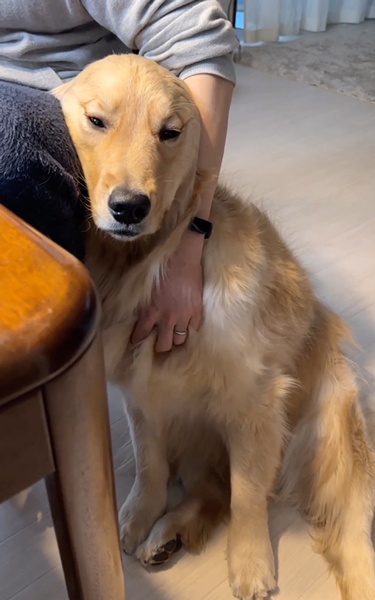 マッサージで眠たくなるワンコ