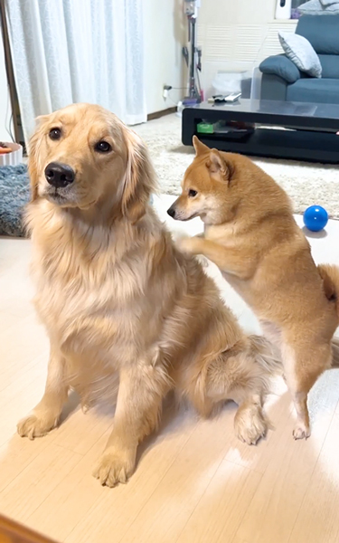 背中ほりほり犬