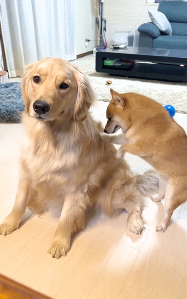 背中ほりほり犬