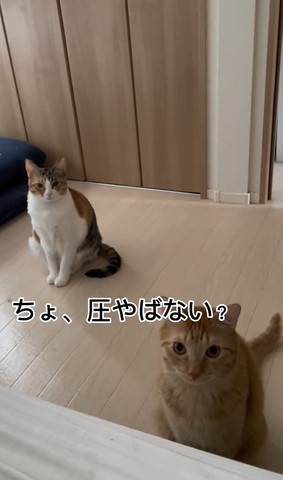 圧やばないテロップ