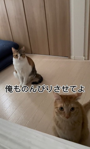 俺ものんびりさせてよテロップ