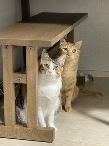 家具の下からのぞいてる2匹