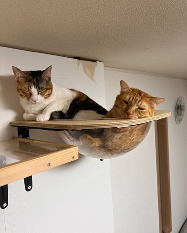 タワーボウルに2匹