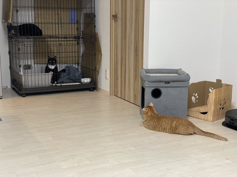 ケージの猫を見守る猫