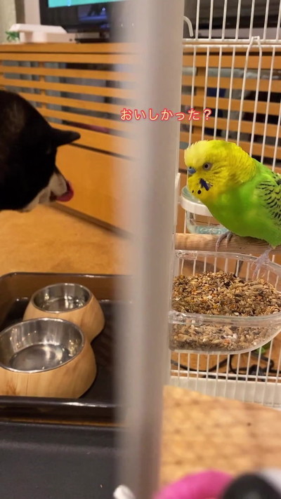話しかけるインコ