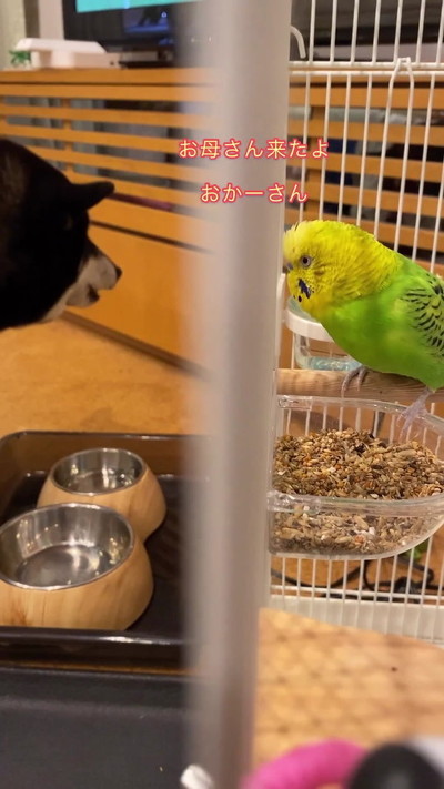 話しかけるインコ
