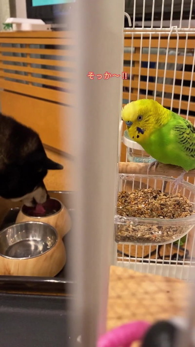 話しかけるインコ