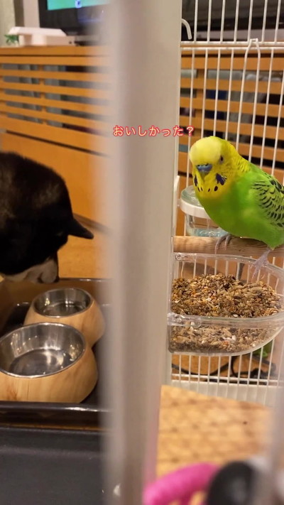 猫の前足さわる飼い主