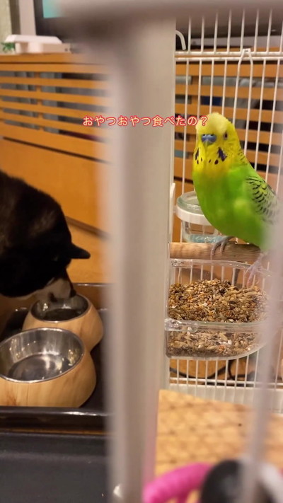 話しかけるインコ