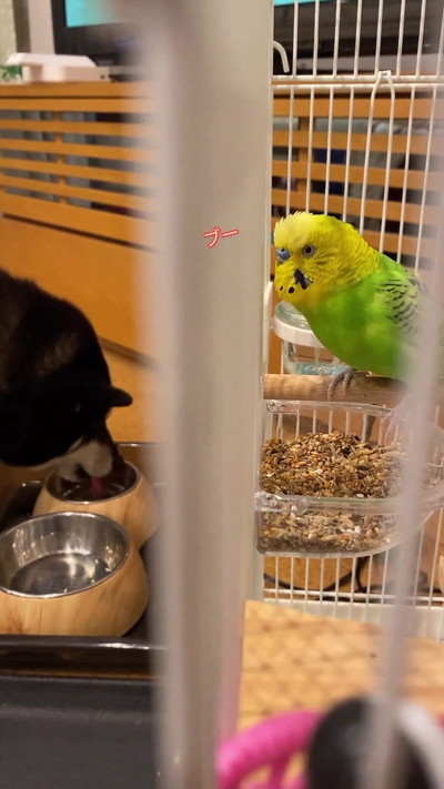 話しかけるインコ