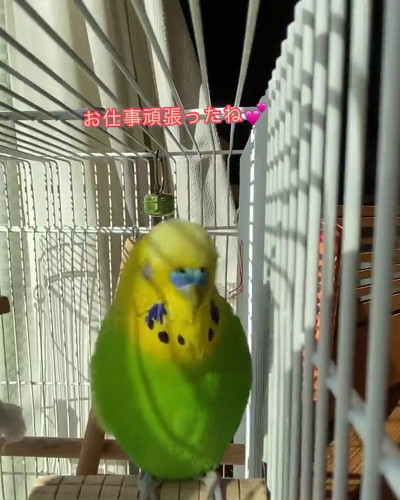 応援するインコ