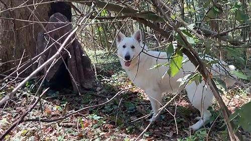 こちらを見るコアくん