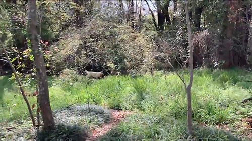 木々の間を走るコアくん