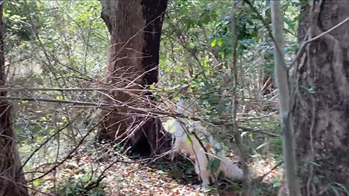 ぴょんぴょんするコアくん