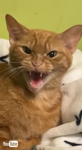 「Mom's Cat Hates Me || ViralHog」