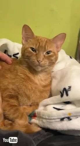 「Mom's Cat Hates Me || ViralHog」