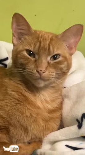 「Mom's Cat Hates Me || ViralHog」