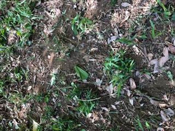 金沢動物園 動物園 絶滅危惧種 植物 被害