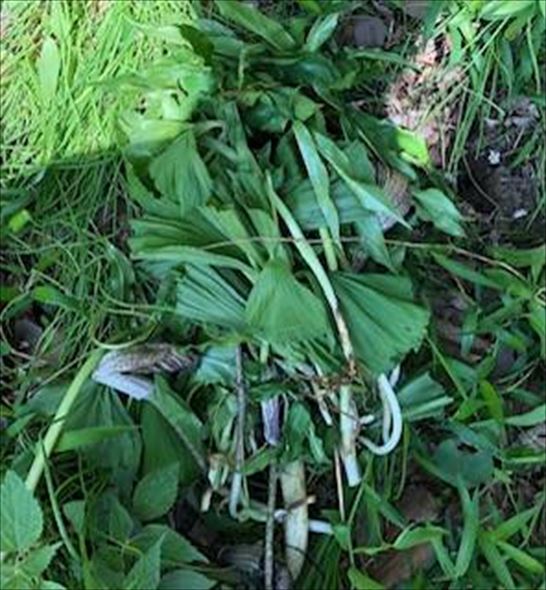 金沢動物園 動物園 絶滅危惧種 植物 被害