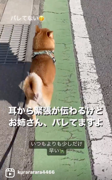 おうちをスルーする柴犬