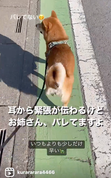 おうちをスルーする柴犬