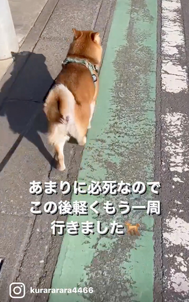 おうちをスルーする柴犬